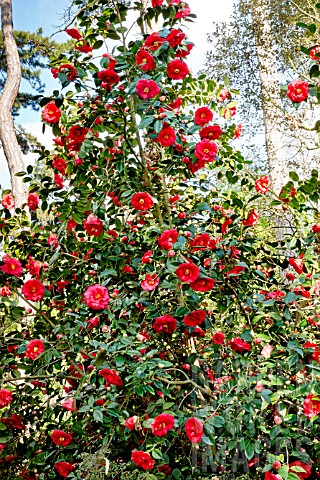 Camellia_Adolphe_Audusson_in_bloom_in_a_garden