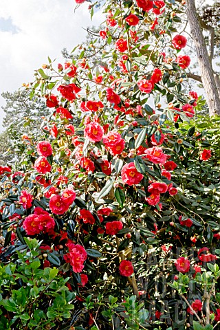 Camellia_Adolphe_Audusson_in_bloom_in_a_garden