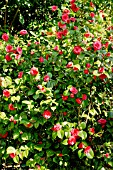 Camellia Caryophylloides in bloom in a garden