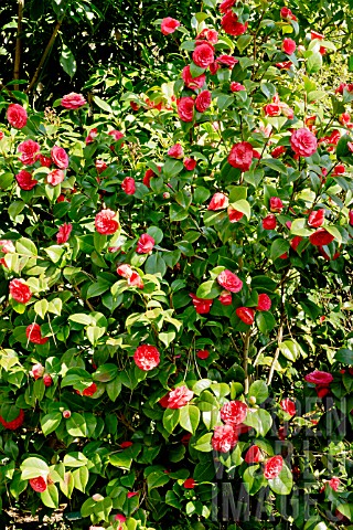 Camellia_Caryophylloides_in_bloom_in_a_garden