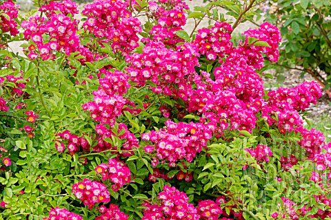 Rosa_Marjorie_Fair_in_bloom_in_a_garden