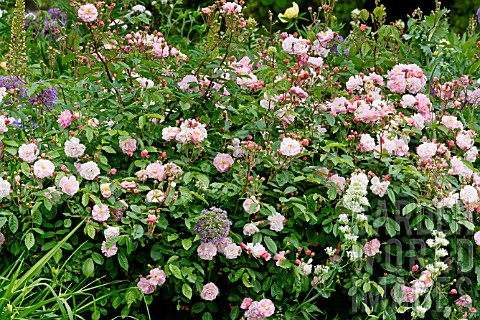 Rosa_Cornelia_in_bloom_in_a_garden