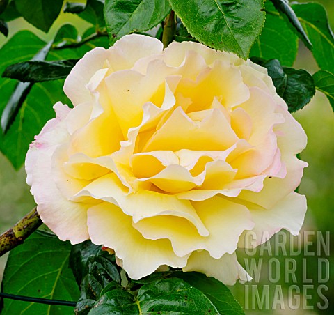 Rosa_Peace_in_bloom_in_a_garden
