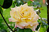Rosa Peace in bloom in a garden
