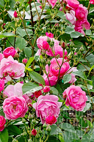 Rosa_Marjorie_Fair_in_bloom_in_a_garden