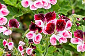 Pelargonium Blick in bloom in a garden