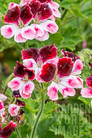 Pelargonium_Blick_in_bloom_in_a_garden