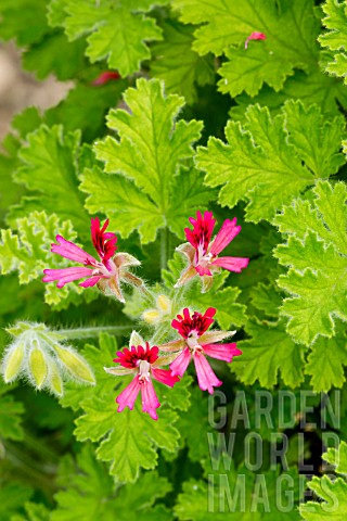 Pelargonium_Concolor_Lace_Major_in_bloom_in_a_garden