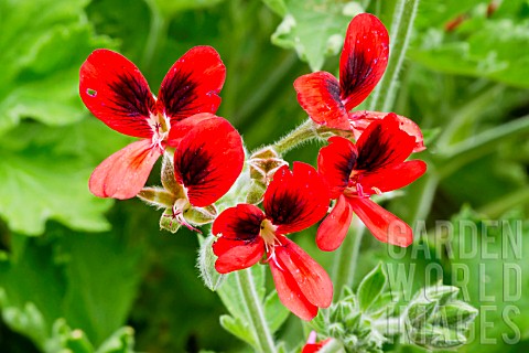 Pelargonium_Crimson_Unique_in_bloom_in_a_garden