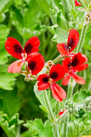 Pelargonium_Crimson_Unique_in_bloom_in_a_garden