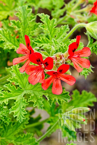 Pelargonium_Scarlet_Unique_in_bloom_in_a_garden