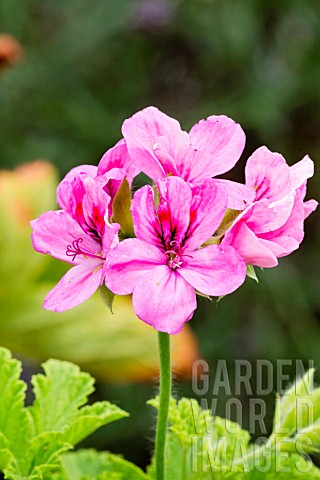 Pelargonium_Clorinda_in_bloom_in_a_garden