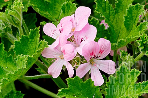 Pelargonium_Sweet_Mimosa_in_bloom_in_a_garden