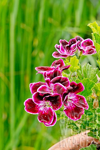 Pelargonium_Sancho_Panza_in_bloom_in_a_garden