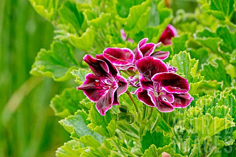 Pelargonium_Sancho_Panza_in_bloom_in_a_garden