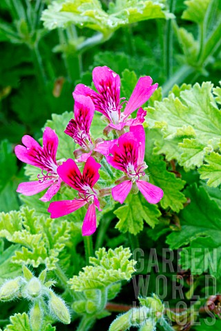 Pelargonium_Concolor_Lace_in_bloom_in_a_garden