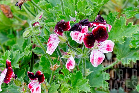 Pelargonium_Blick_in_bloom_in_a_garden