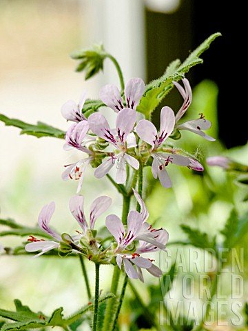 Pelargonium_Joy_Lucille_in_bloom_in_a_garden