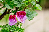 Pelargonium Tip Top Duet in bloom in a garden