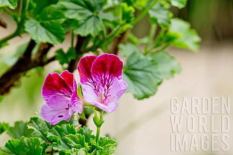 Pelargonium_Tip_Top_Duet_in_bloom_in_a_garden