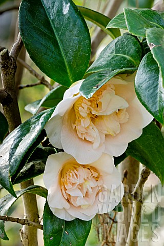 Camellia_Floradora_Girl