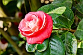 Camellia Kossuth