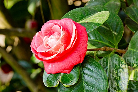 Camellia_Kossuth