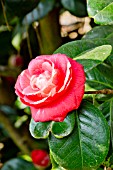 Camellia Kossuth