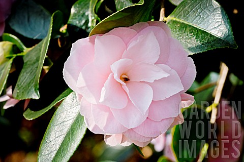 Camellia_ShiwanoHiki