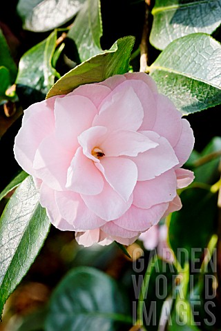 Camellia_ShiwanoHiki