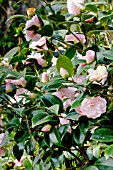 Camellia Shiwa-no-Hiki