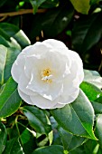 Camellia Tricolor White