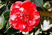 Camellia Gigantea