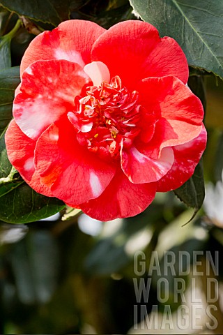 Camellia_Gigantea
