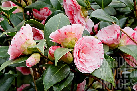 Camellia_Clotilde