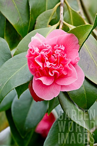 Camellia_Elizabeth_Le_Bey