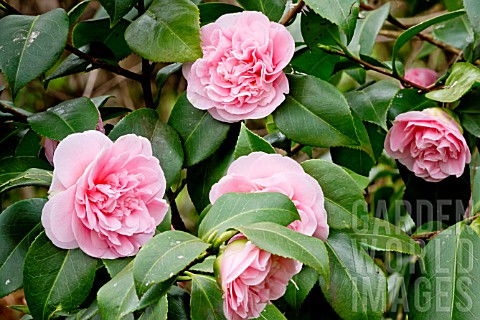 Camellia_Debutante