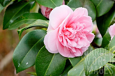 Camellia_Debutante