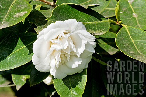 Camellia_Madame_Charles_Blard