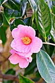 Camellia Magali