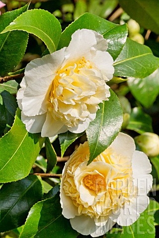 Camellia_Brushfields_Yellow
