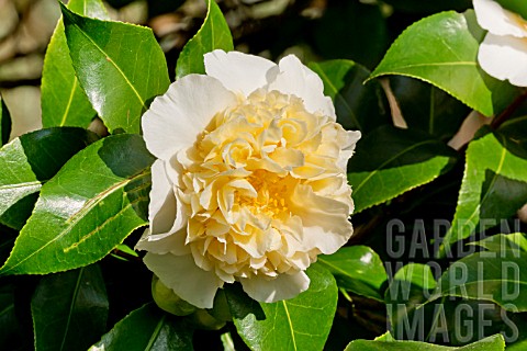 Camellia_Brushfields_Yellow