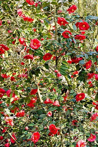 Camellia_Adolphe_Audusson