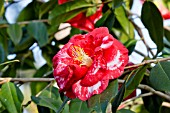 Camellia Madame Picouline