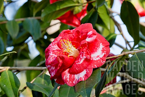 Camellia_Madame_Picouline