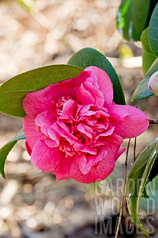 Camellia_Triumphans