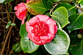 Camellia Daviesii