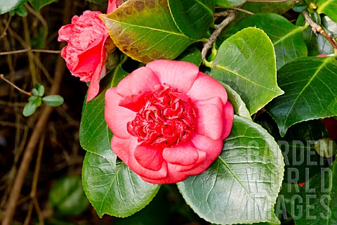 Camellia_Daviesii