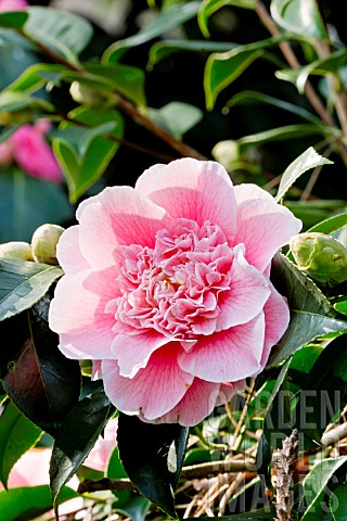 Camellia_Hawaii