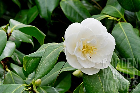 Camellia_Tricolor_White